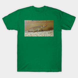 Iguana T-Shirt